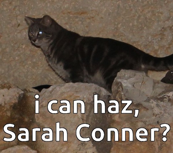 sarah conner cat MEME