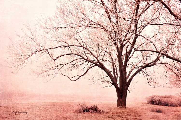 Pink Mist
