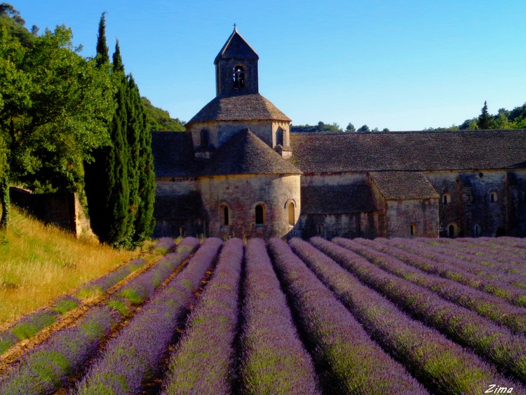 Lavendar Field at Senanque Abbey