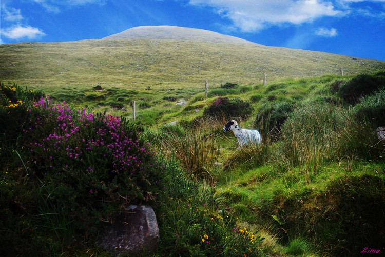 Irish Ram