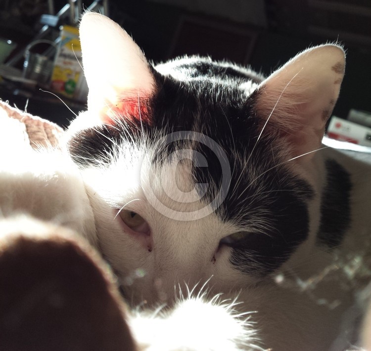 Drowsy Gizmo