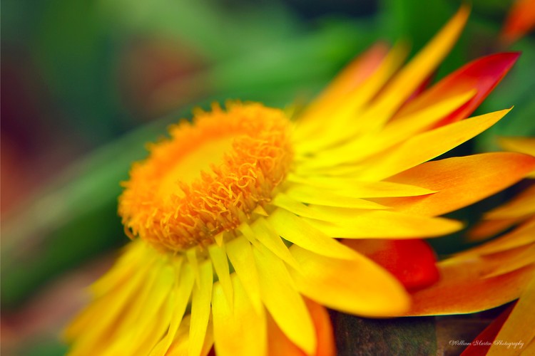 Yellow Red Flower Color Photo
