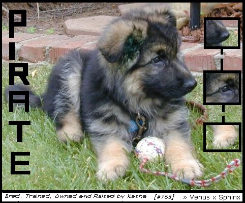 Pirate puppeh xP