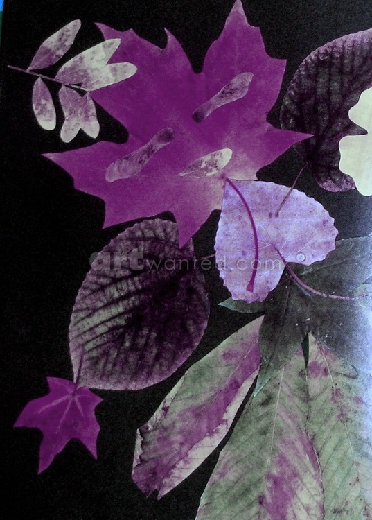 Fall leaves 