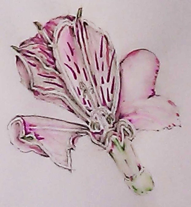 Pink Peruvian Lily Watercolor