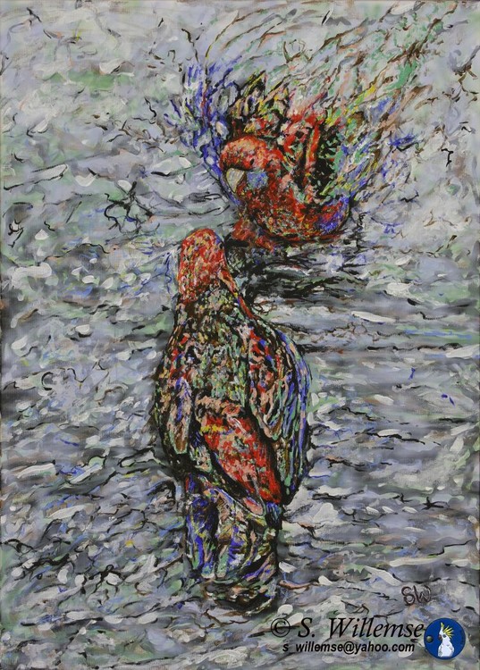 Bathing Rosellas Art Australian Birds Susan Willemse