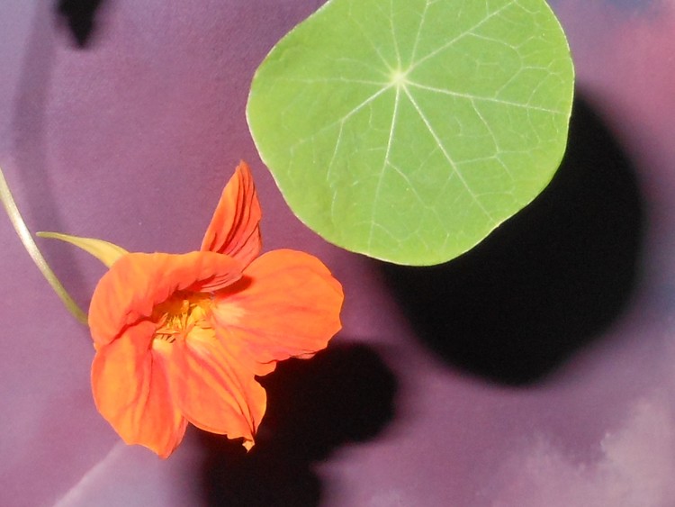 Nasturtium
