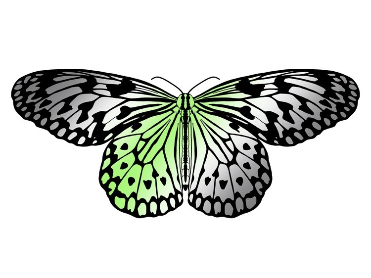 LGBTQIA+ Butterflies: Aromantic