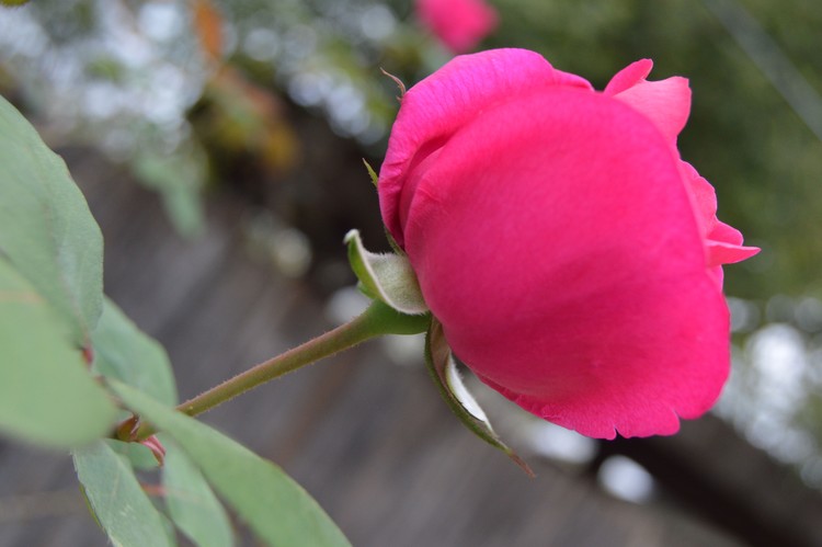 single Rose