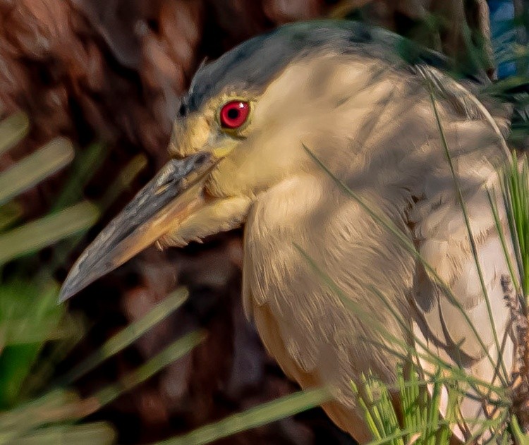 Night Heron -  June 18 2024