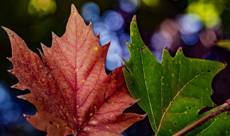 Fall Begins - September 25  2025