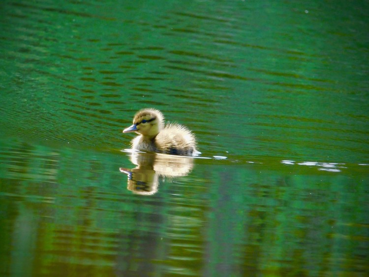 little ducky