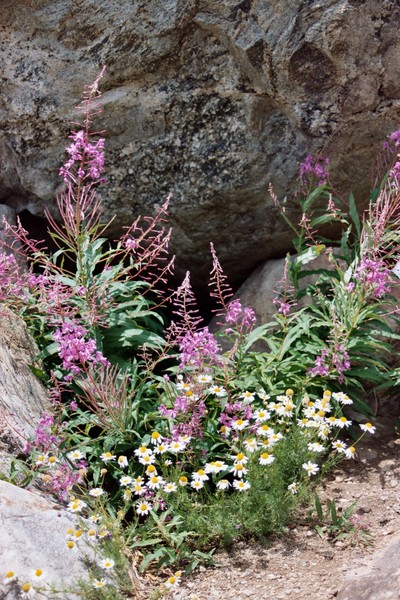 Mountain Flowers