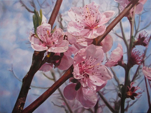 Cherry flowers