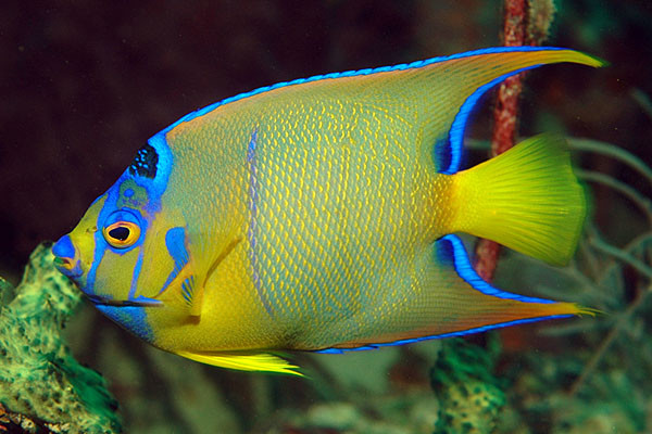 Queen Angelfish
