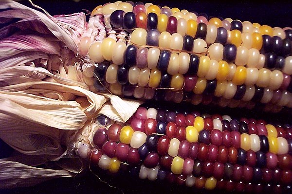 Harvest Corn