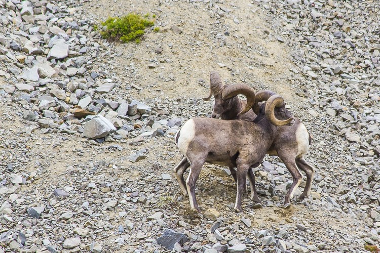 Yellowstone Big Horn Sheep