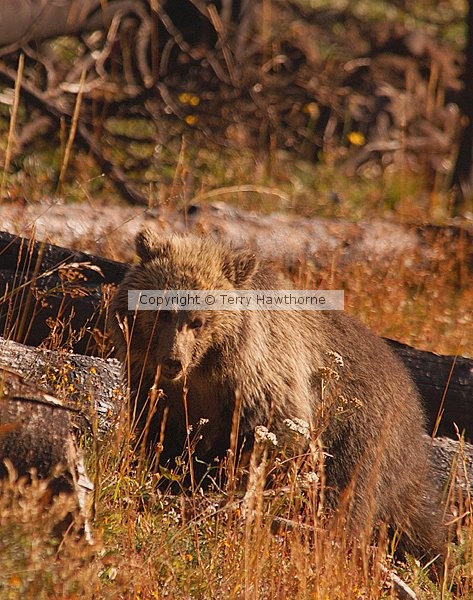 Grizzly Cub