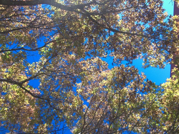 autumn leaves must fall
