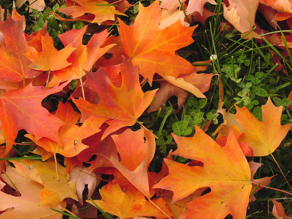 Fallen Autum Leaves
