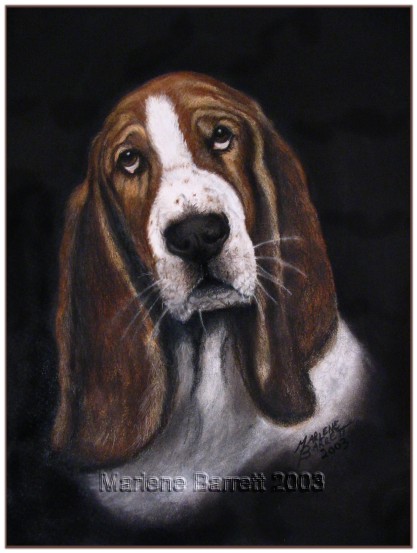 Bassett Hound