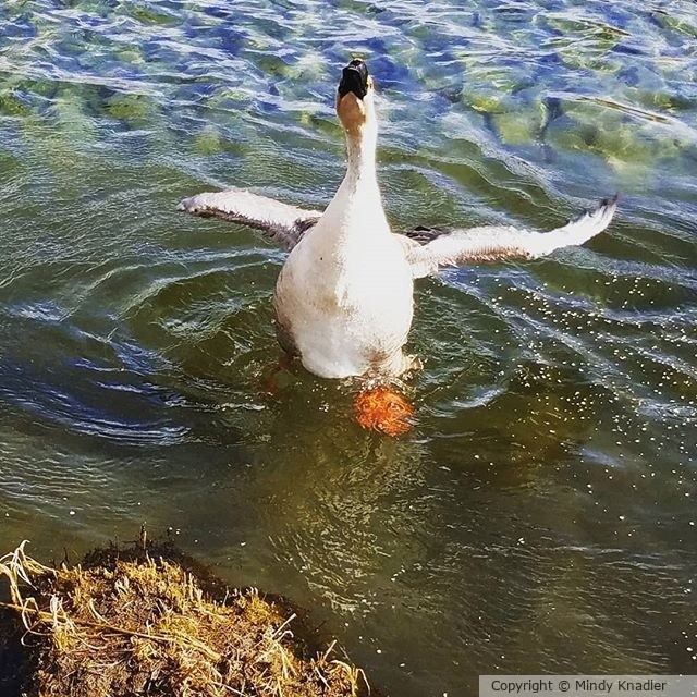 duck