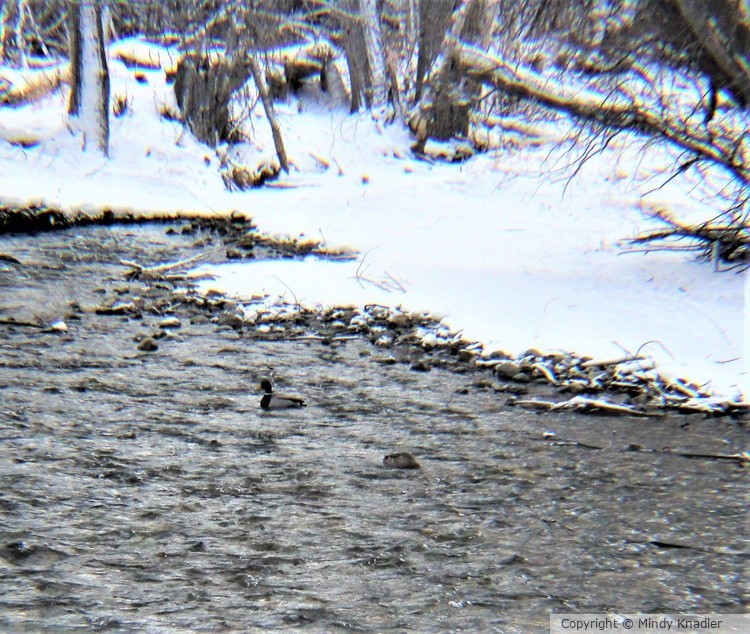 duck in the creek 