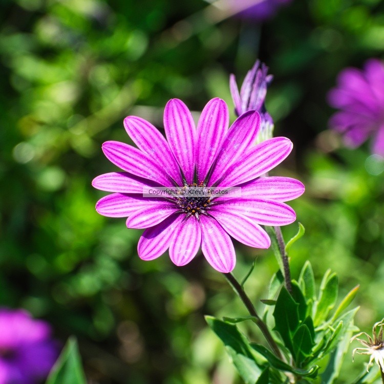 African Daisy