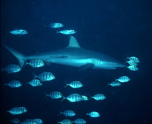 Escorted