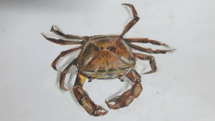 The young CrabOil pastel on paper