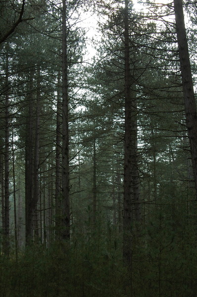 Wood spirit is back