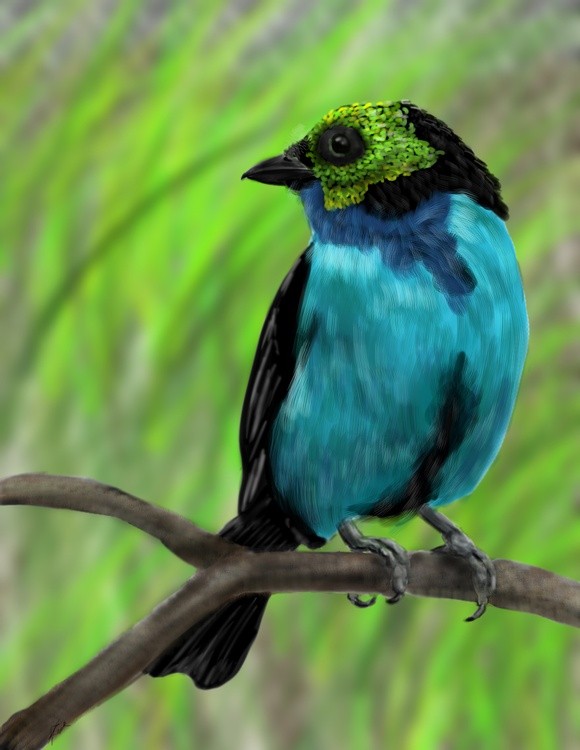 Paradise Tanager