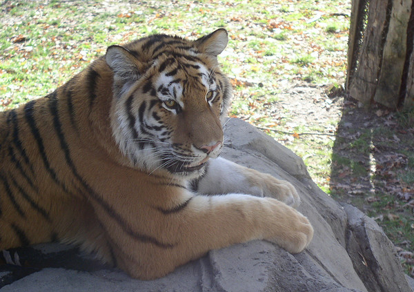 here kitty kitty kitty