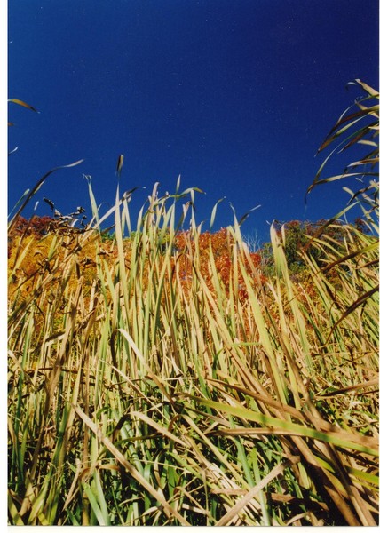 Fall