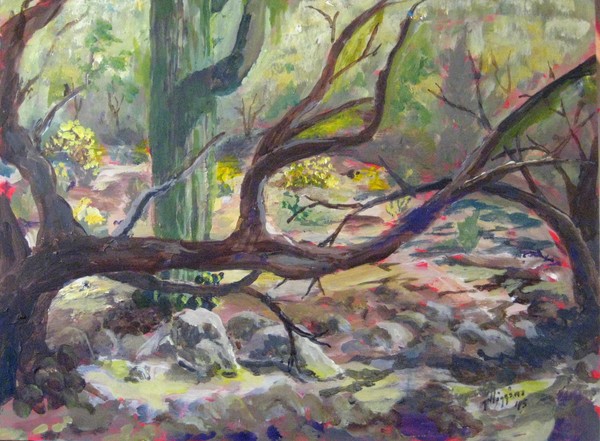 Woods at Sabino Canyon