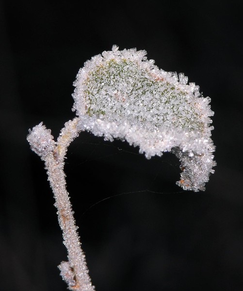 Frozen I