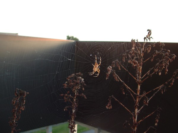spider's web