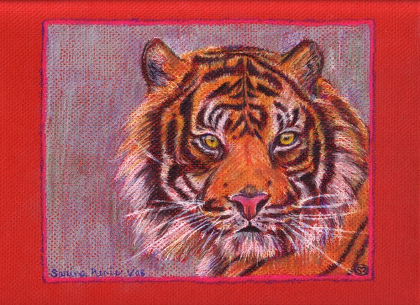 Sumatran Tiger