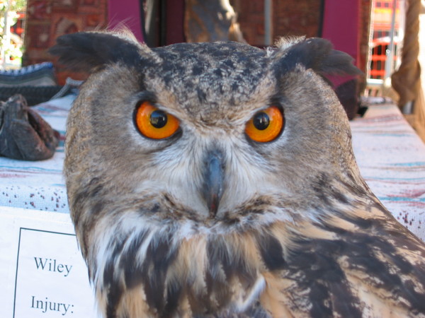 Owls