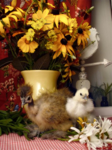 Still Life