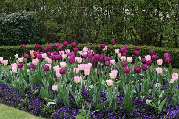 Spring in Regents Park