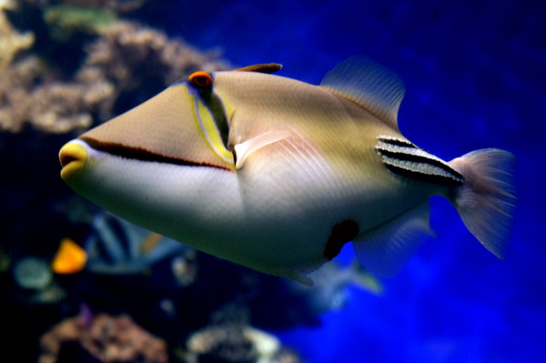 Picasso Triggerfish