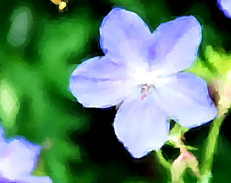 Digital Oil Painting