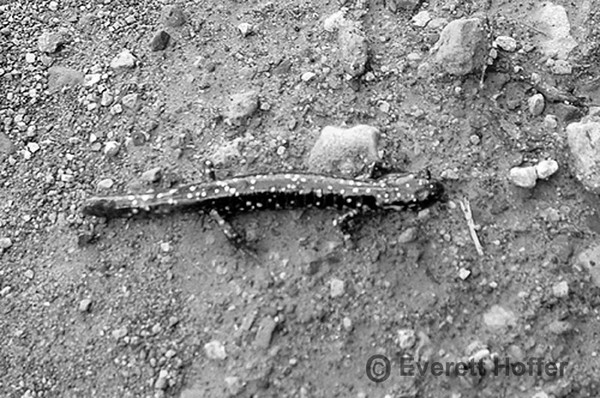 Spotted Lizzard