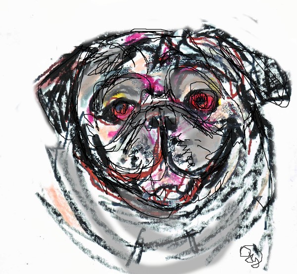 Pug