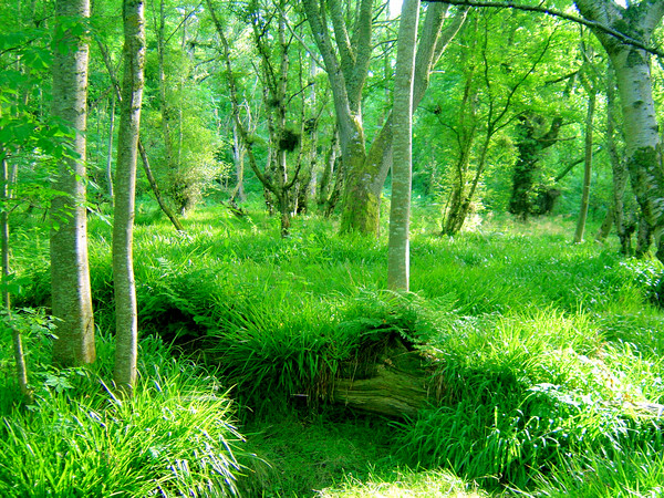 Green Green