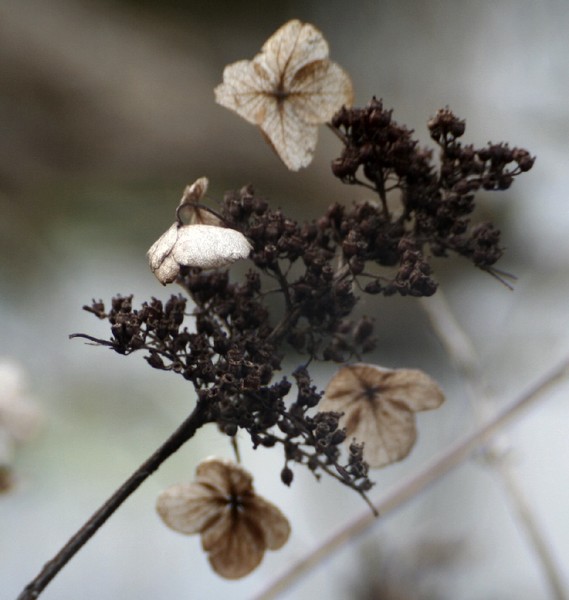 Faded Blumen