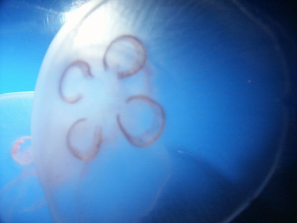 Jelly Fish