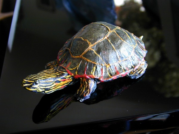 Painted Turtle