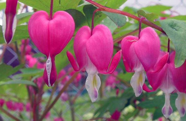 My bleeding hearts